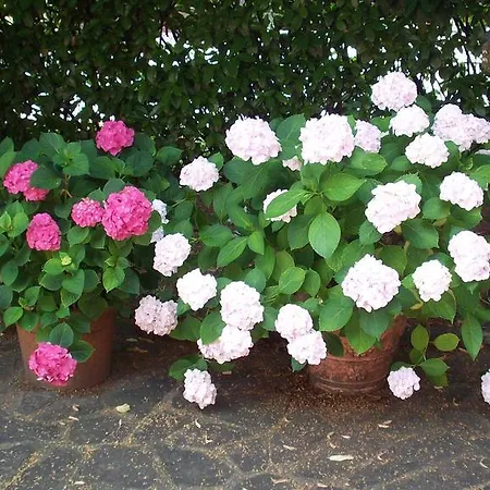 Bed & Breakfast Sant' Eurosia Bed & Breakfast *