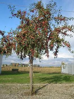 ベッド・アンド・ブレックファスト Sant' Eurosia