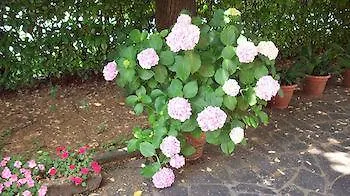 Sant' Eurosia 볼로냐