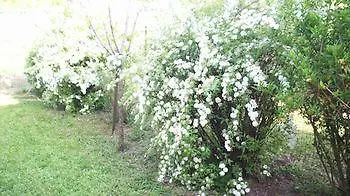 Sant' Eurosia * Bologna