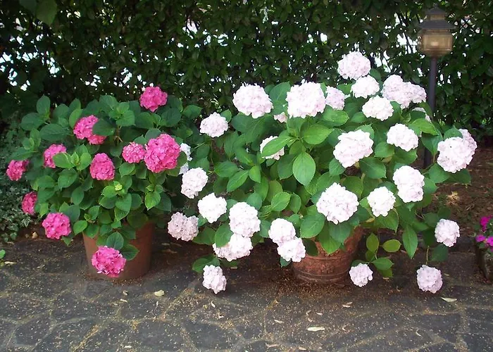 Sant' Eurosia Bed & Breakfast *