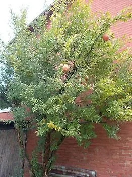 Sant' Eurosia Bologna